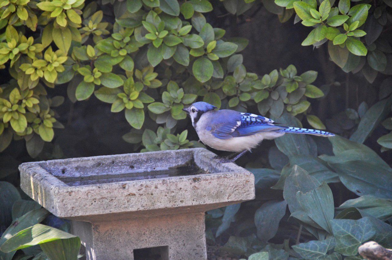 071121-owh-ilo-wildlife-p3a.jpeg